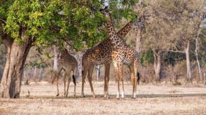 Thornicroft giraffes have adapted to reach the leaves in the tree tops.