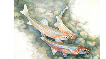 Artist Sue Wyble of Pittsburgh painted a Rosyfaced Shiner as part of "Reflections: Homage to Dunkard Creek" exhibit, which comprises the work of 90 artists painting creatures that used to live in Dunkard Creek before coal mine wastewater polluted the creek. The artworks are on display through Saturday at the Art Institute, Downtown.