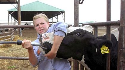 Veterinary student Jenny Trice, an intern at a dairy, found that giving a cow medicine can be tough last month in Outlook, Wash.