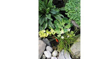 This is the small pond and waterfall in the garden of Jim and Beth Crawford.