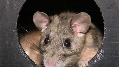 Allegheny Woodrat