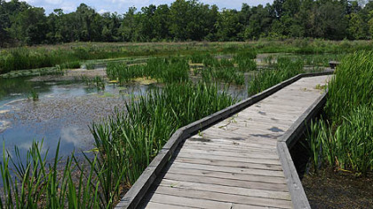 Allegheny Land Trust's Wingfield Pines conservation area in Upper St. Clair in August.