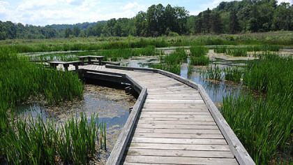 Allegheny Land Trust's Wingfield Pines conservation area in Upper St. Clair.
