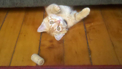 The apricot kitty plays with his  favorite toy, a wine cork.