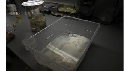 A pig heart, left, and a pig liver, right.