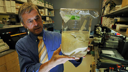 Stephen Badylak, deputy director of UPMC's McGowan Institute for Regenerative Medicine holds a pig heart. The University of Pittsburgh and UPMC is doing research on pig livers that could be used to re-create replacement human livers.