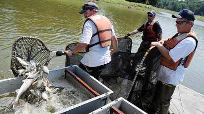 From left, fisheries biologists Tim Wilson, Brian Ensign and Freeman Johns work on Friday to pull in fish from Tamarack Lake in Meadville.
