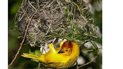 The Taveta golden weaver is a prolific nest builder.