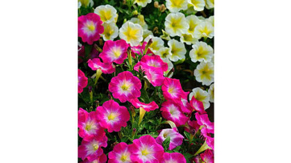 'Fantasy Hot Pink' almost has an iridescent glow and is one of several new petunias putting the fun in the garden.