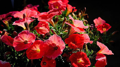 The new Petunia 'Plus Papaya' offers a rare color in petunias and opens the door for some riveting combinations.