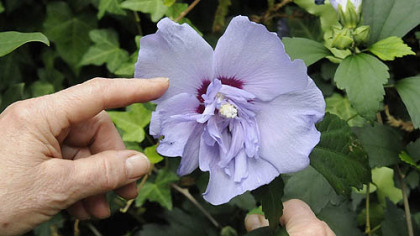 Hibiscus can fail to set flower buds or will abort unopened buds because of too much nitrogen fertilizer, hot and dry weather, or insect infestations.
