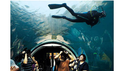 A diver with the Pittsburgh Zoo & PPG Aquarium swims overhead in the sand tiger shark exhibit. Aquarium staff divers allowed members of the media to join them on a dive in the sand tiger shark tank to commemorate Shark Week.