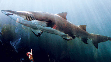 Zoo patrons watch a sand tiger shark tank from an underground tunnel at the Pittsburgh Zoo & PPG Aquarium on Tuesday.