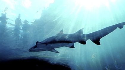 A shark swims overhead in the sand tiger shark exhibit at the Pittsburgh Zoo & PPG Aquarium.