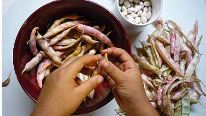 Jesse Batz, 5, shells shelly beans from the Mt. Lebanon Lions Farmers Market.